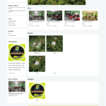 Toko Souvenir Online
